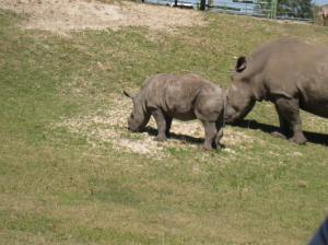 rhinos at Busch Gardens